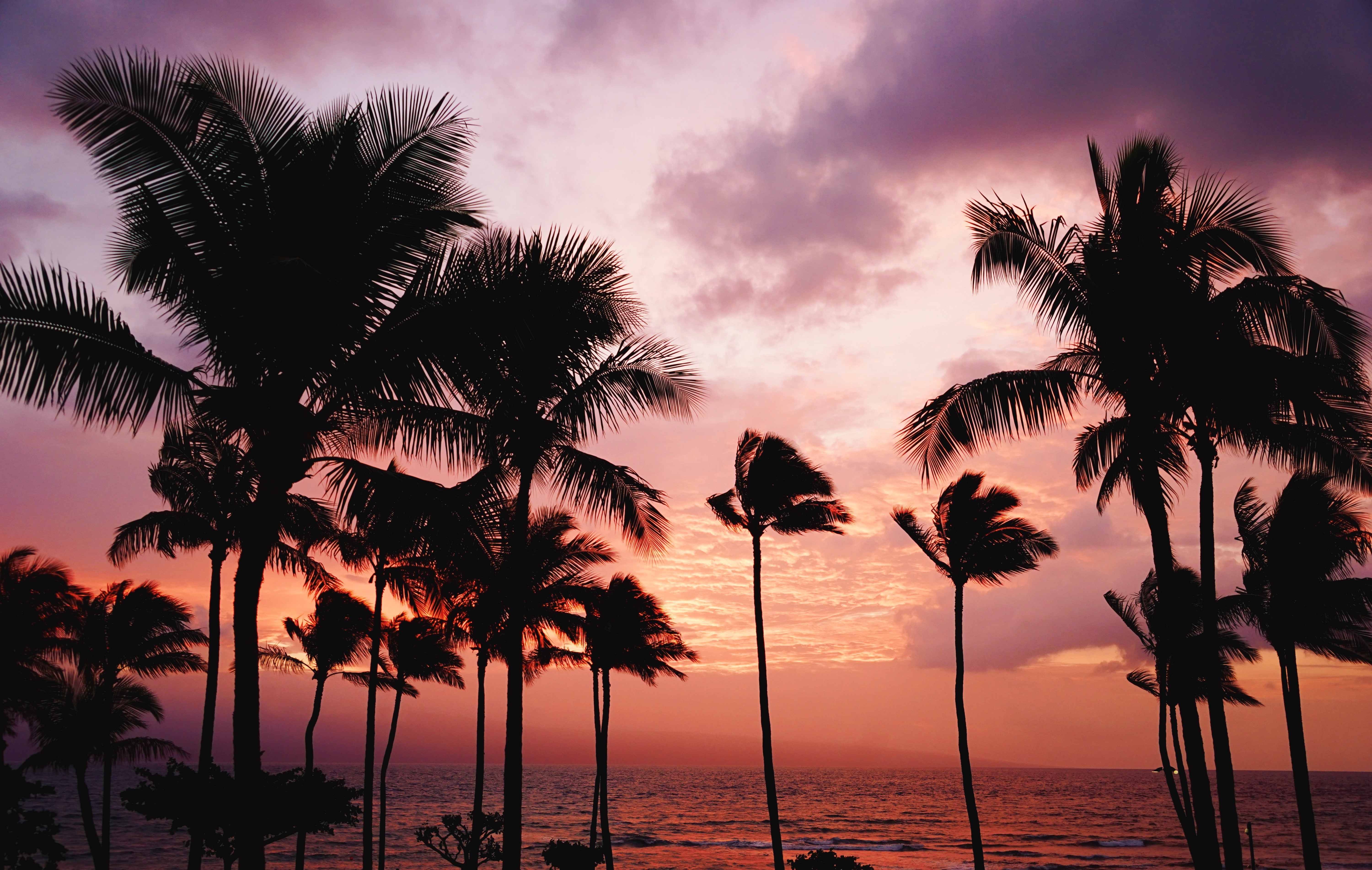 Palm trees and the ocean against a purple sky, Maui, Hawaii, USA