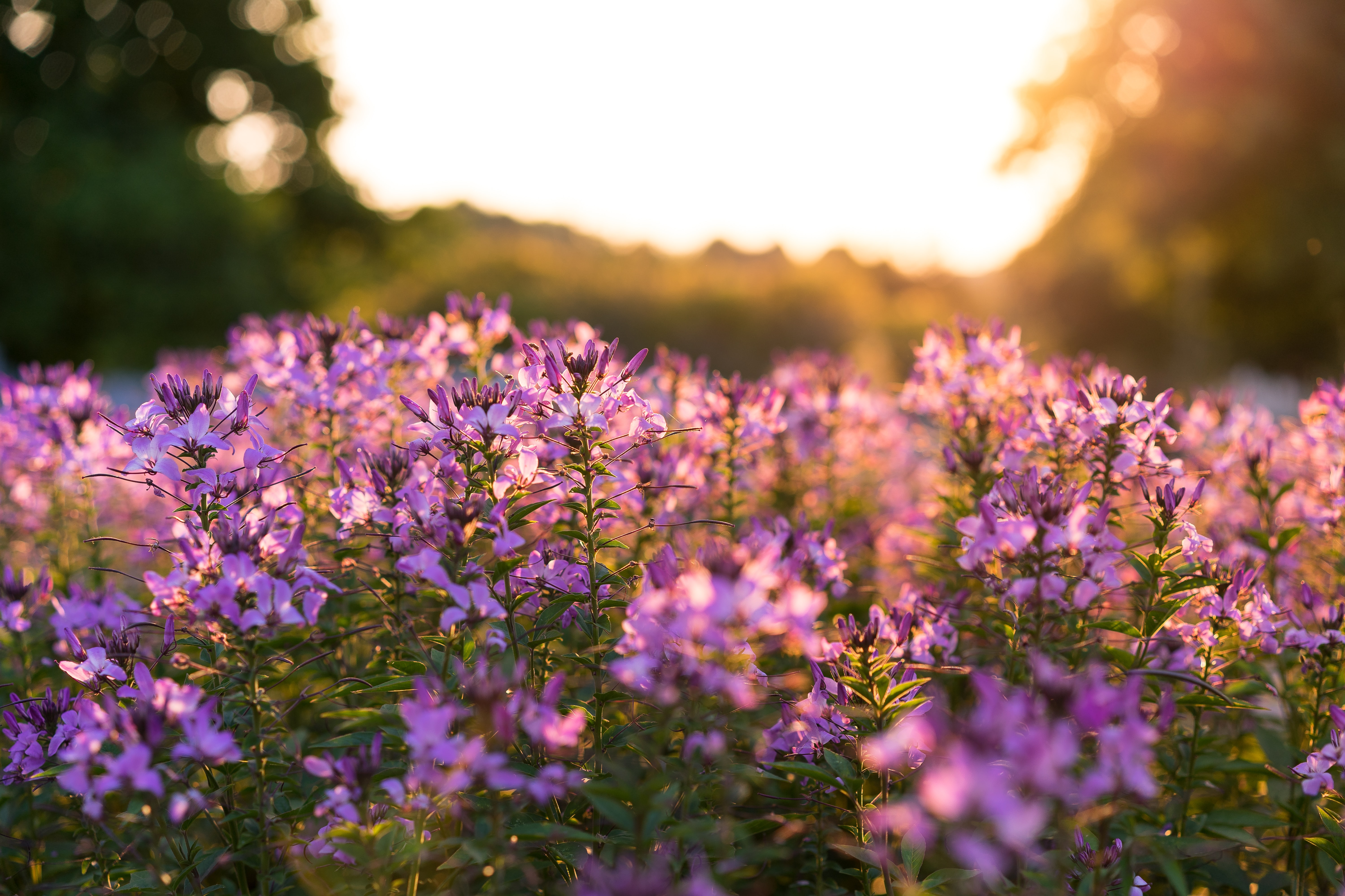 Purple flowers bathed in golden sunlight, University of Kentucky Arboretum, Lexington, Kentucky, USA