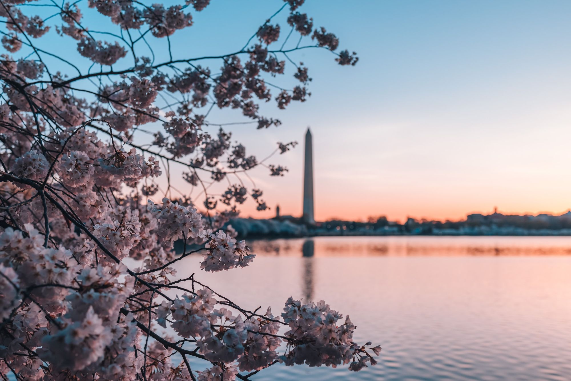 Cherry Blossoms in Washington DC on the Tidal Basin with the Washington Monument in the background.