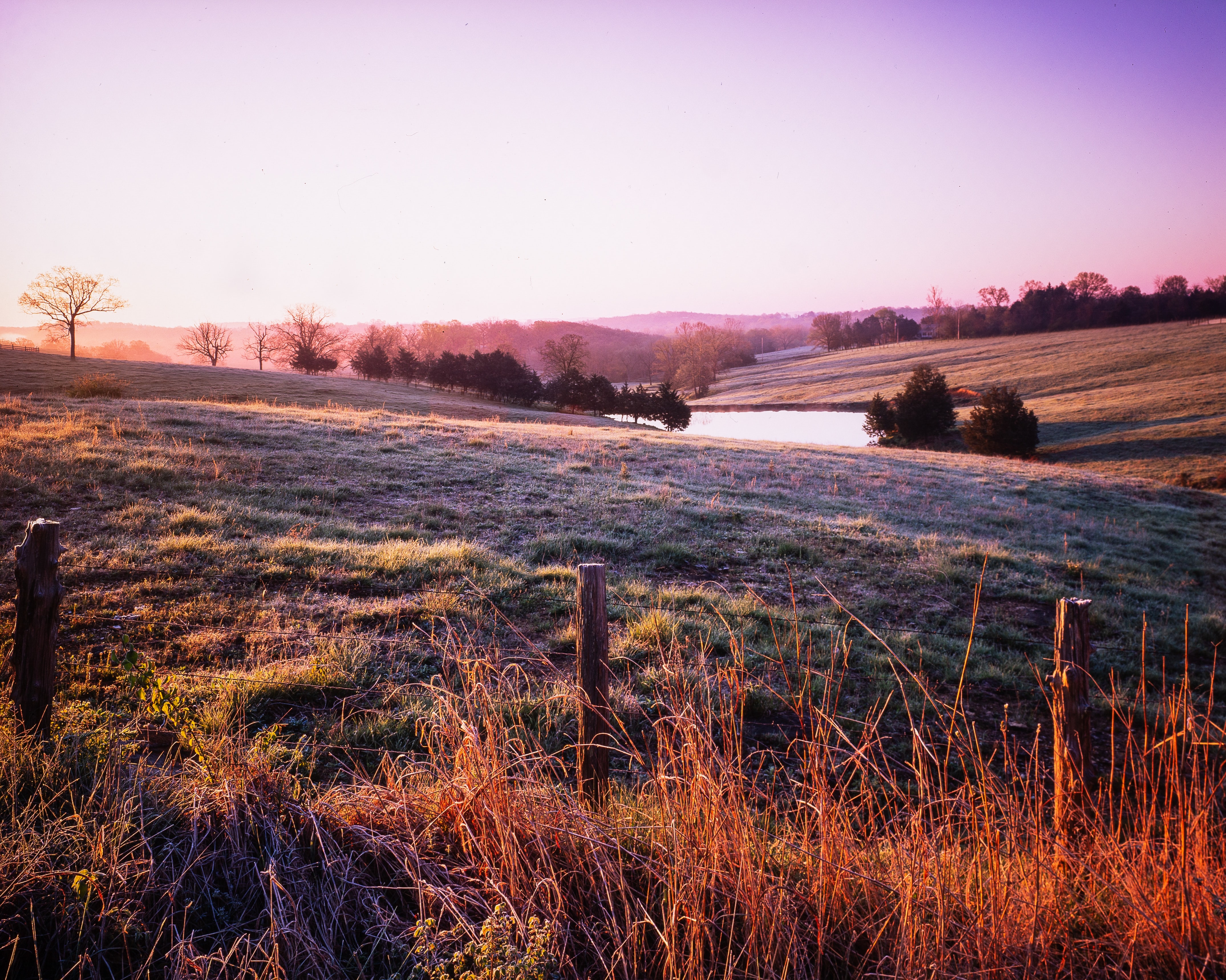 Missouri Valley Farm lavender sunrise in spring, Missouri, USA